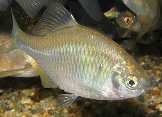 <i>Rhodeus smithii</i> Species of fish