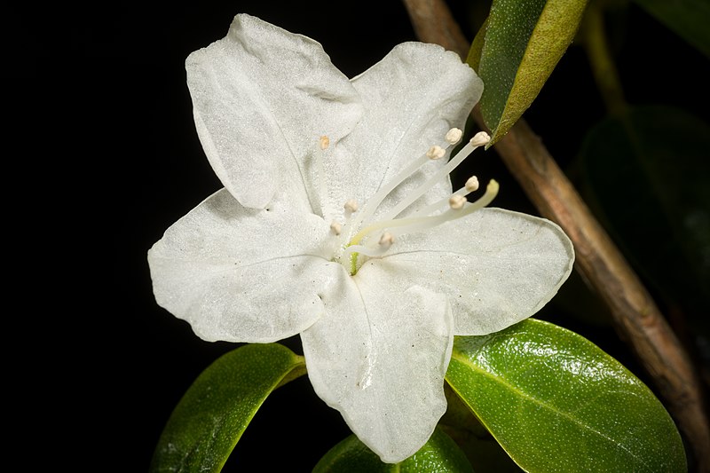 File:Rhododendron dauricum fma. album (dwarf type) L., Sp. Pl. 1 392 (1753) (49781144647).jpg