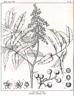 drawing by Margaret Flockton Rhodosphaera rhodanthema00.jpg