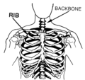 Rib (PSF).png