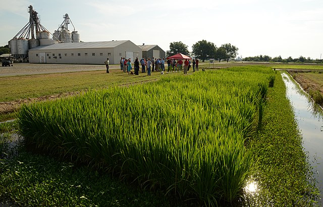 Rice field near Stuttgart