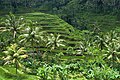 * Nomination Rice terraces in Bali. Tegallalang, Ubud, Bali, Indonesia. --Argenberg 12:28, 17 September 2024 (UTC) * Promotion  Support Good quality. --Екатерина Борисова 01:38, 19 September 2024 (UTC)