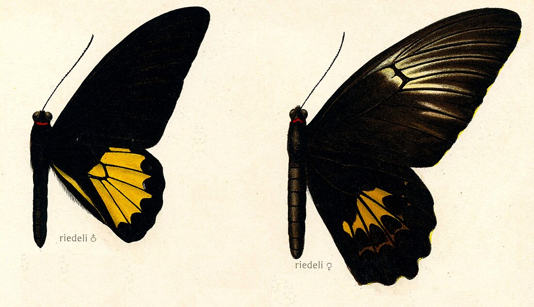 Troides riedeli