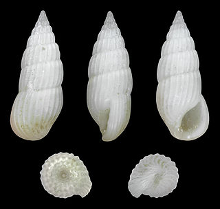 <i>Rissoina ambigua</i> species of mollusc