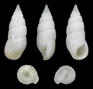 <i>Rissoina ambigua</i>