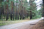 Road in forest.jpg