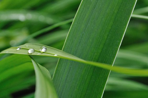 Dew water on an Iris leaf