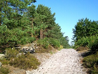 <span class="mw-page-title-main">Ermenonville Forest</span> State-owned forest in Oise, France