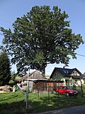 Památný dub letní v Rychnově v Ještědské ulici u čp. 853
