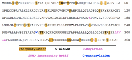 Image depicting the locations in which SBK3 is predicted to undergo phosphorylation, O-GlcNAc, SUMOylation, and C-mannosylation. SBK3 Post-Translational Modifications.png
