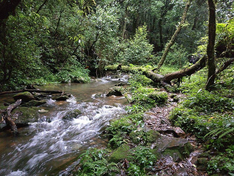 File:Sacred forest, Mawphlang, Meghalaya.jpg