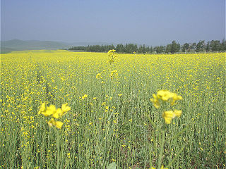 Weichang Manchu and Mongol Autonomous County Autonomous county in Hebei, Peoples Republic of China