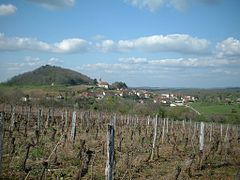 Vigne taillée en guyot en premier plan du village viticole de Saint-Lothain.