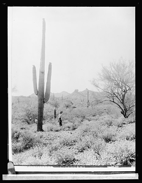 File:Salt River Project, (Arizona) LCCN2016824976.jpg