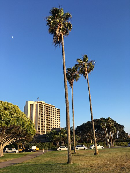 File:San Diego (35599238882).jpg