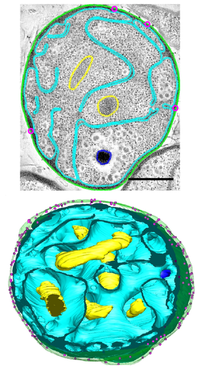 Santarella plosbio 2013 gemmata obscuriglobus reconstruction fig1A fig1E.png