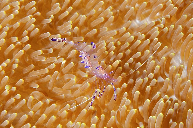 File:Sarasvati Comensal Shrimp AdF.jpg