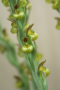 Sarcoglottis speciosa - Flickr 003. jpg