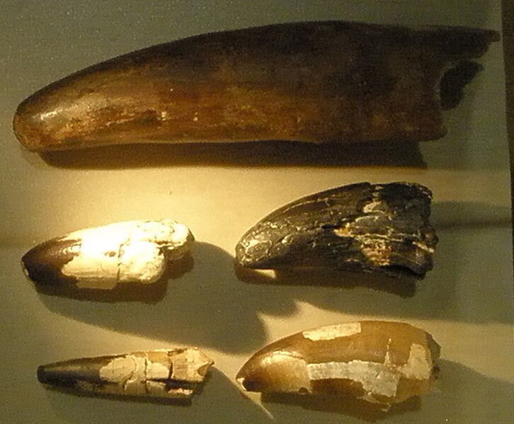 File:Sarcosuchus imperator teeth.JPG