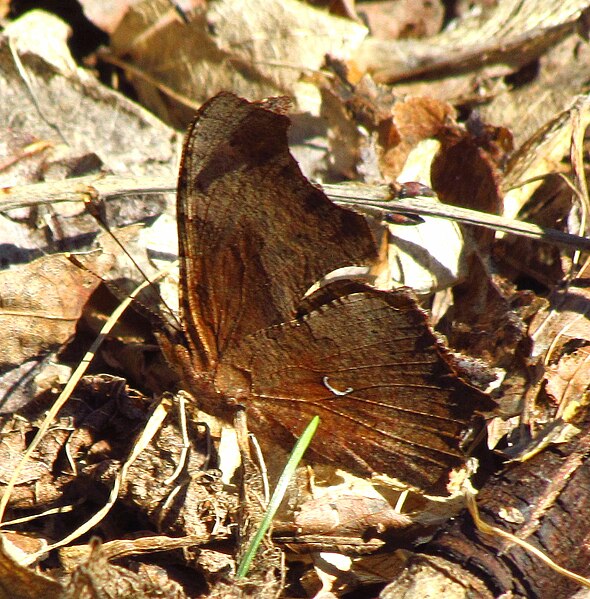 File:Satyr Comma, Ottawa.jpg