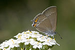 Satyrium acaciae – Flügelunterseite