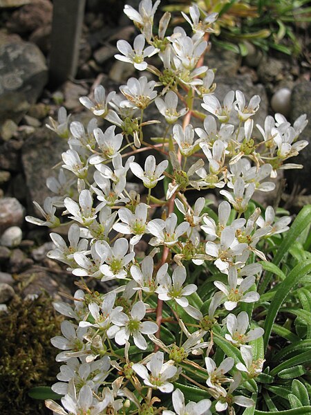 File:Saxifraga callosa ssp. callosa, RBGE 2010.jpg