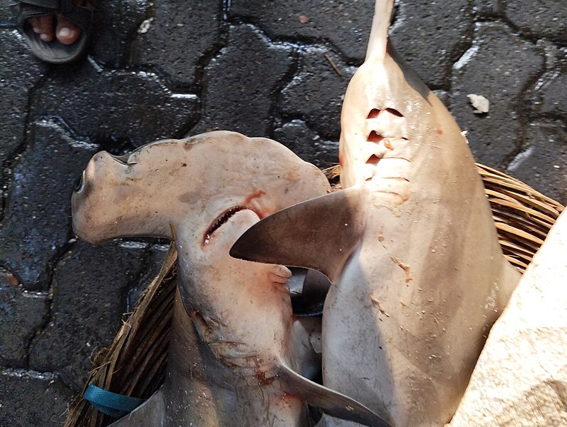 File:Scalloped Hammerhead Sharks Sphyrna lewini IMG 20231031 07.jpg