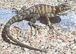 Thumbnail for Granite spiny lizard