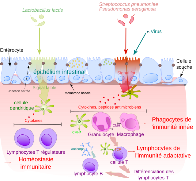 La recherche des anticorps anti-tissus