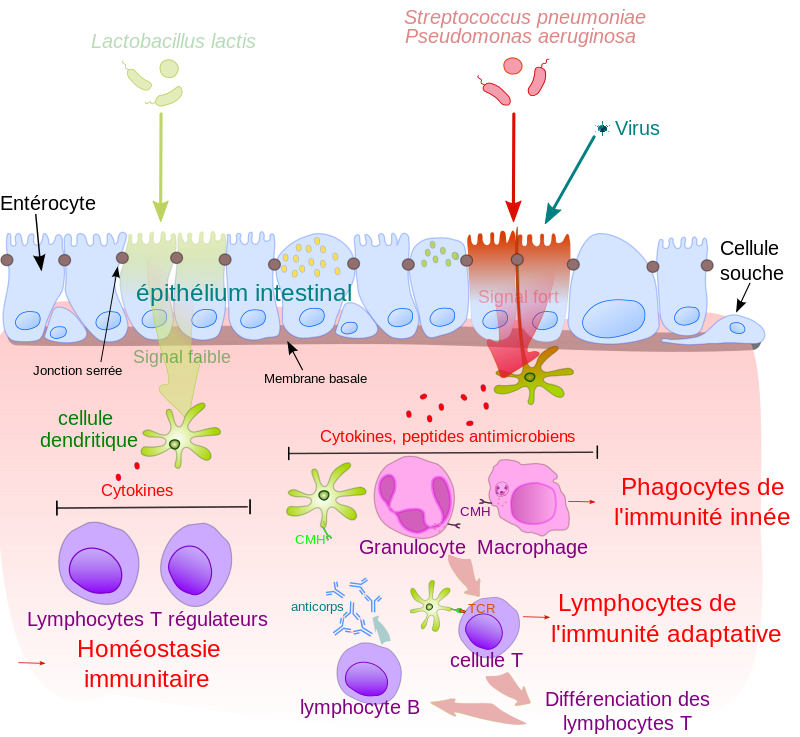 Système immunitaire inné — Wikipédia