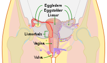 Scheme female reproductive system-nb.svg