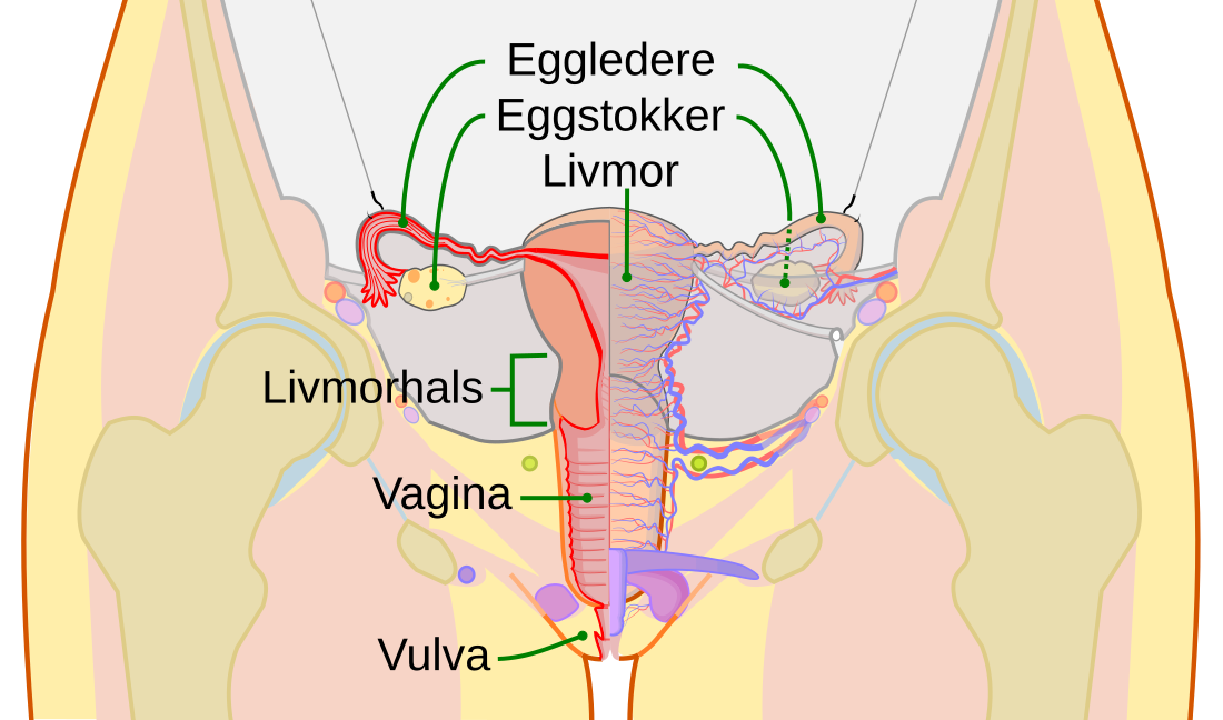 Livmorhals