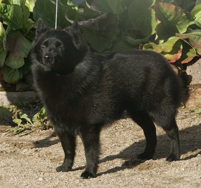 File:Schipperke bobtailed 2.jpg