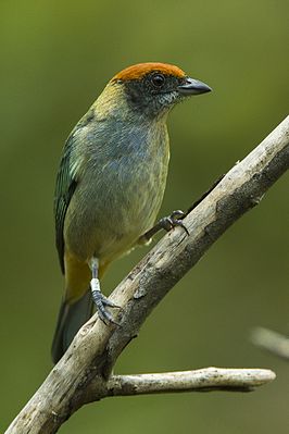Red-headed Tangare (Tangara vitriolina)