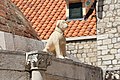 Statue d'un chien sur la fontaine d'Onofrio