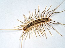 Seven-segmented legs of Scutigera coleoptrata Scutigera coleoptrata 205306445.jpg