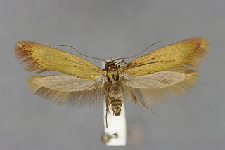 <i>Scythris obscurella</i> Species of moth