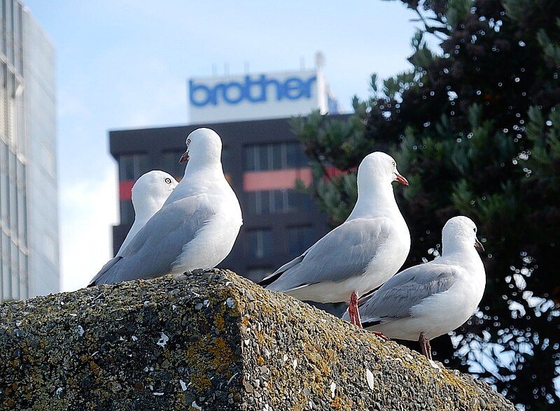 File:Seagull Brothers (27117445461).jpg