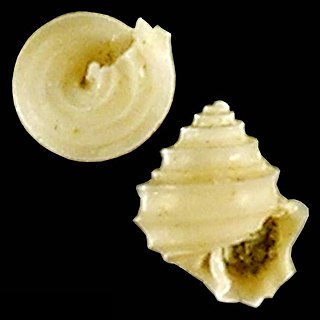 <i>Seguenzia dabfari</i> Species of gastropod