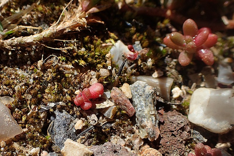 File:Sedum album kz03.jpg