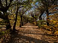 * Nomination Hornbeam avenue in the park of Seehof Castle --Ermell 06:22, 30 May 2019 (UTC) * Promotion The typical problems of a wide angle lens in the corners, but nevertheless good quality --Llez 06:51, 30 May 2019 (UTC)