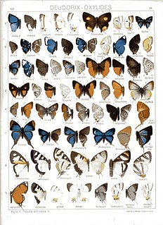 <i>Syrmoptera</i> Butterfly genus in family Lycaenidae