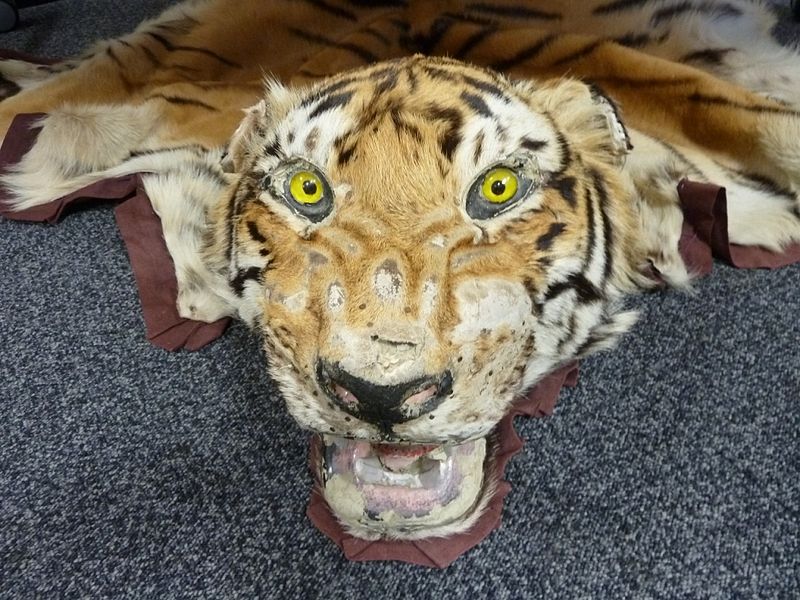 File:Seized tiger skin.jpg