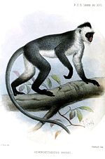 Miniatura per Langur de Hose