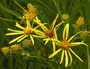 Descripción de la imagen Senecio paludosus ziedai, 2006-07-22.JPG.