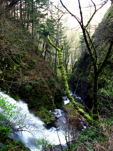 Shepperds Dell SNA - Oregon.png