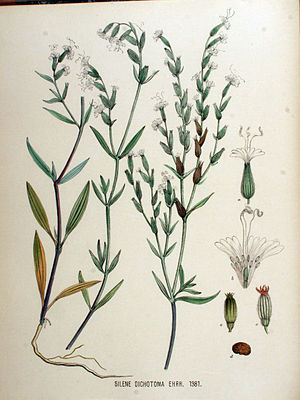 Fork gluewort (Silene dichotoma), illustration