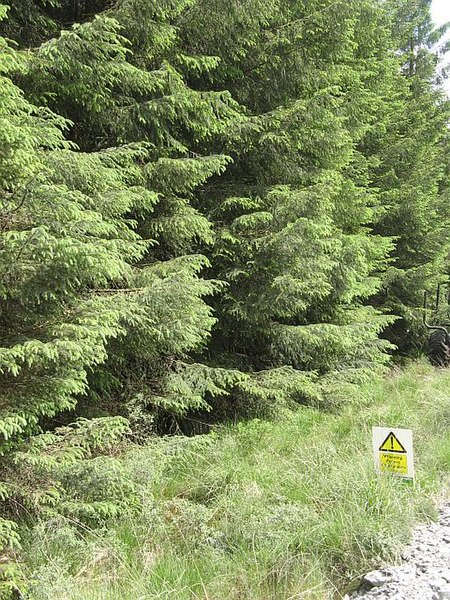 File:Sitka ready for harvest - geograph.org.uk - 463976.jpg