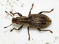 Sitona puncticollis WP - (kerbtier.de: Art sicher) Category in Commons