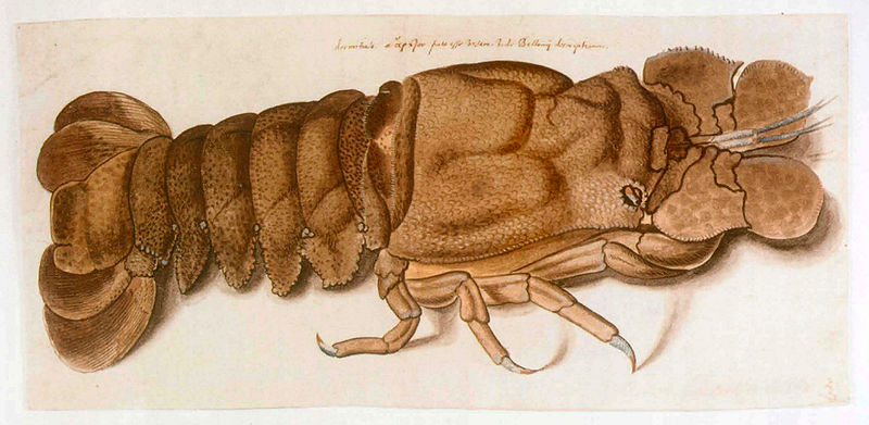 File:Sittardus Scyllarides latus.jpg